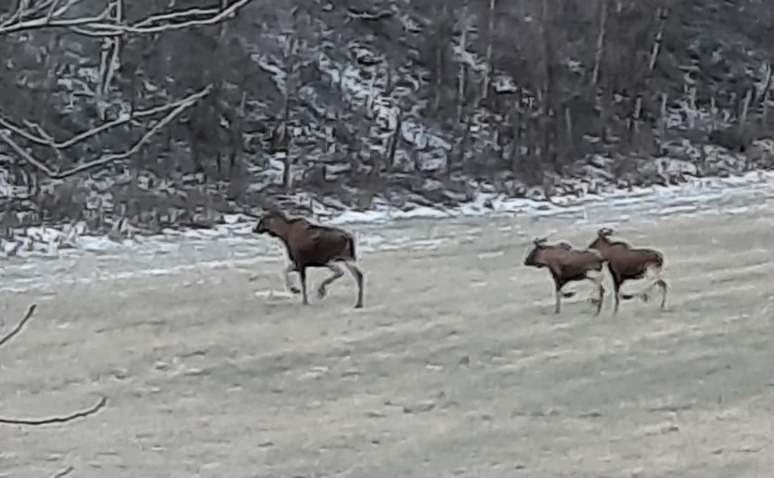 Disse unngikk å treffe elgjegerne, og kan se fram til en rolig vinter.